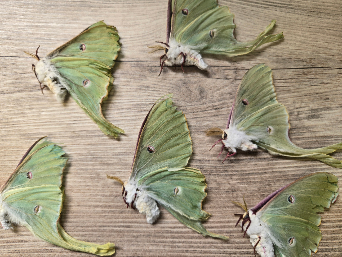 Luna Moth, NATURAL DEATH, Actias luna