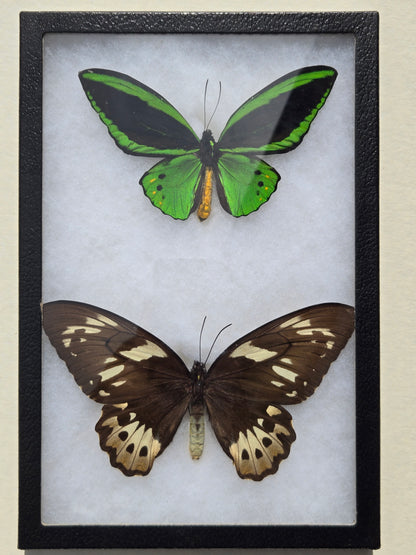 Ornithoptera priamus poseidon, Cape York Birdwing PAIR
