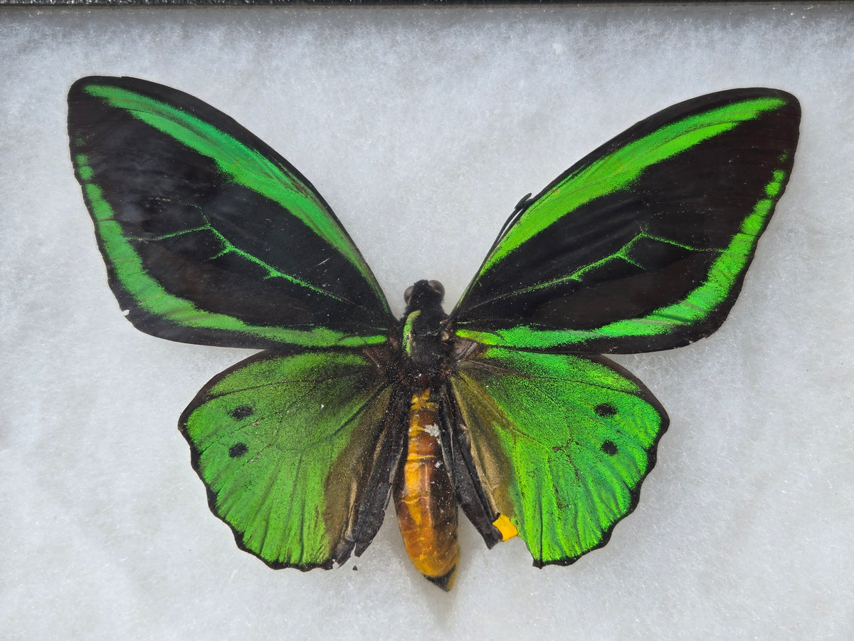 Ornithoptera priamus kassandra, Birdwing PAIR-Yapen Is.