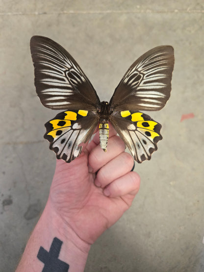 SPREAD Troides hypolitus Birdwing