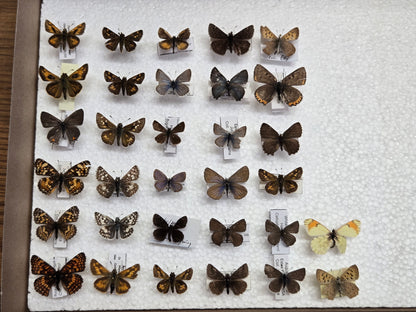 30+ Collection of Small Spread Butterflies LOT 401