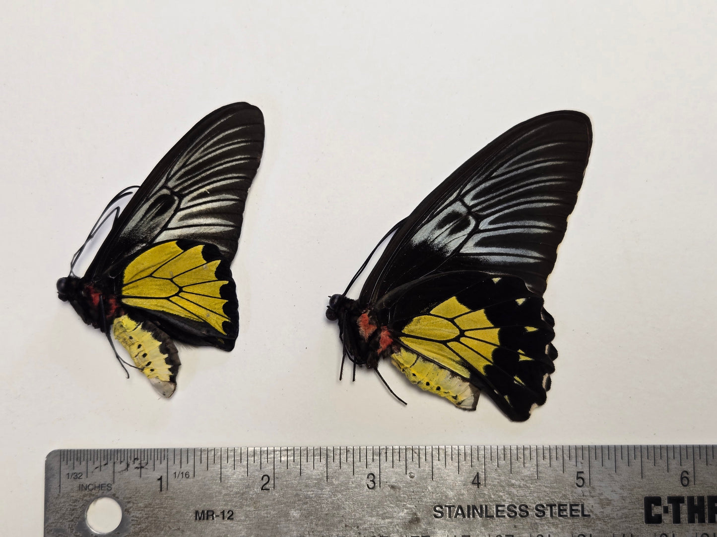 Troides rhadamantus PAIR Birdwing Butterfly