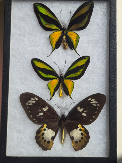 Ornithoptera paradisea chrysanthemum and arfakensis