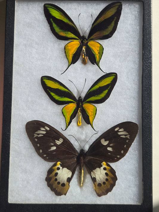 Ornithoptera paradisea chrysanthemum and arfakensis