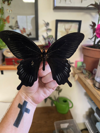 Spread Swallowtail Papilio deiphobus LOT 447