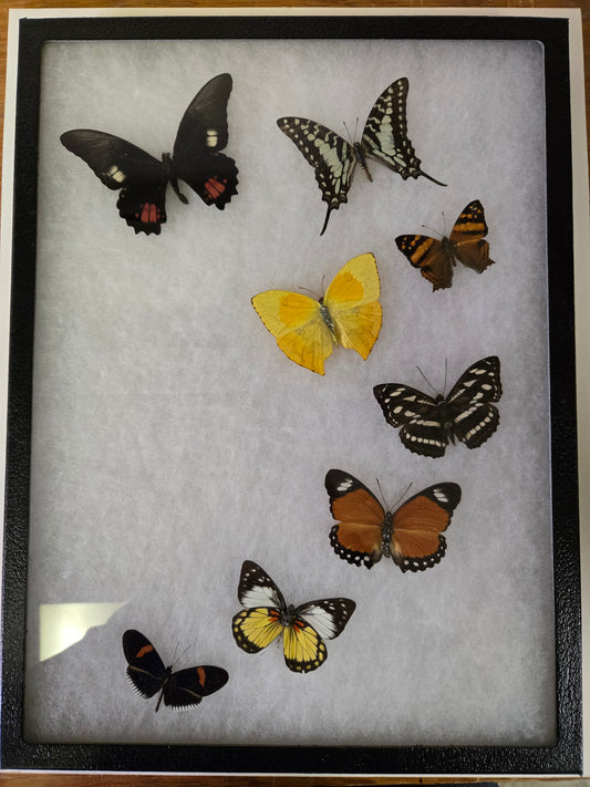Large Framed 16"x12" Butterflies