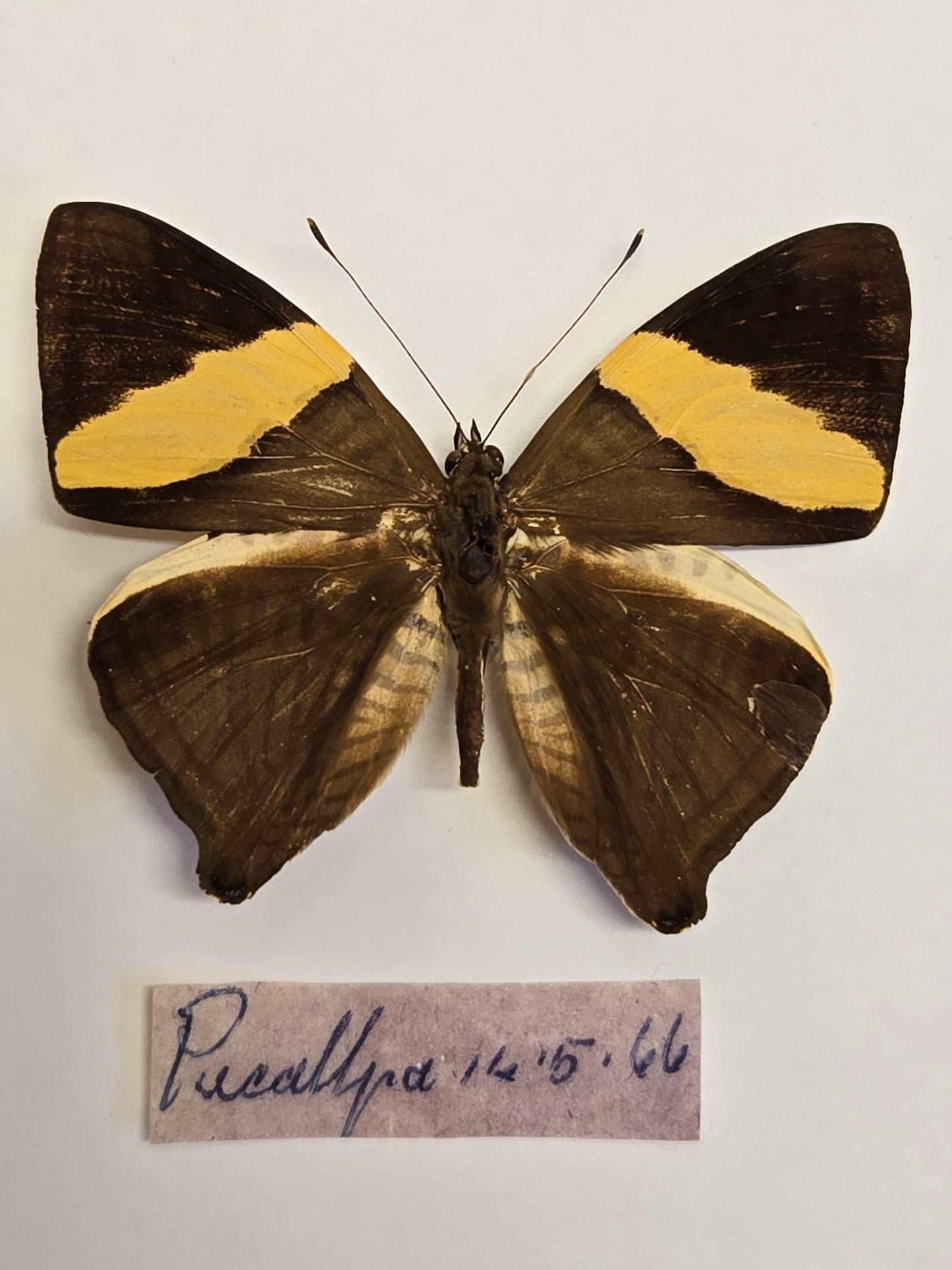5 'Vintage' Butterflies LOT 402