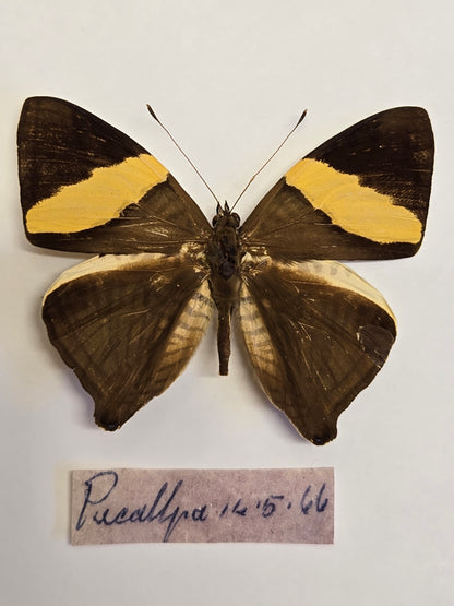 5 'Vintage' Butterflies LOT 402