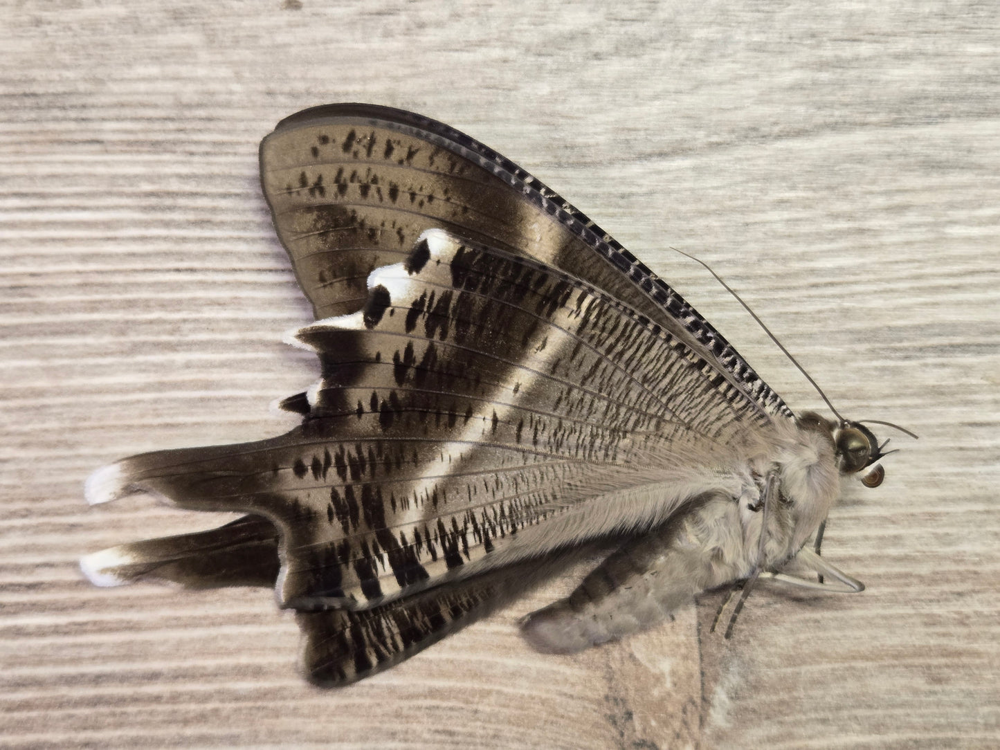 Lyssa patroclus Swallowtail Moth Male HUGE, Unspread