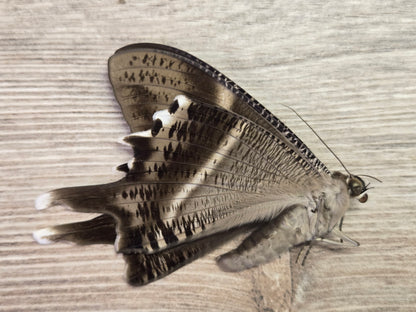 Lyssa patroclus Swallowtail Moth Male HUGE, Unspread