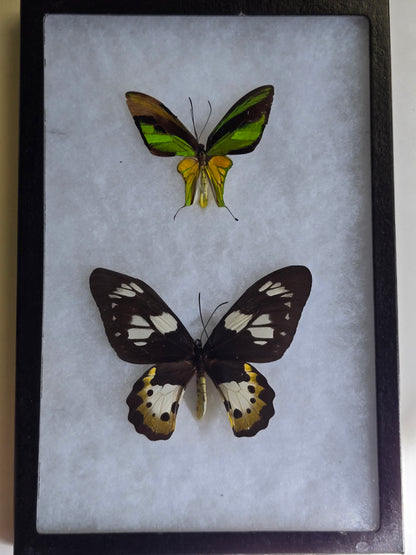 Ornithoptera meridionalis, Southern Tailed Birdwing PAIR (A2)
