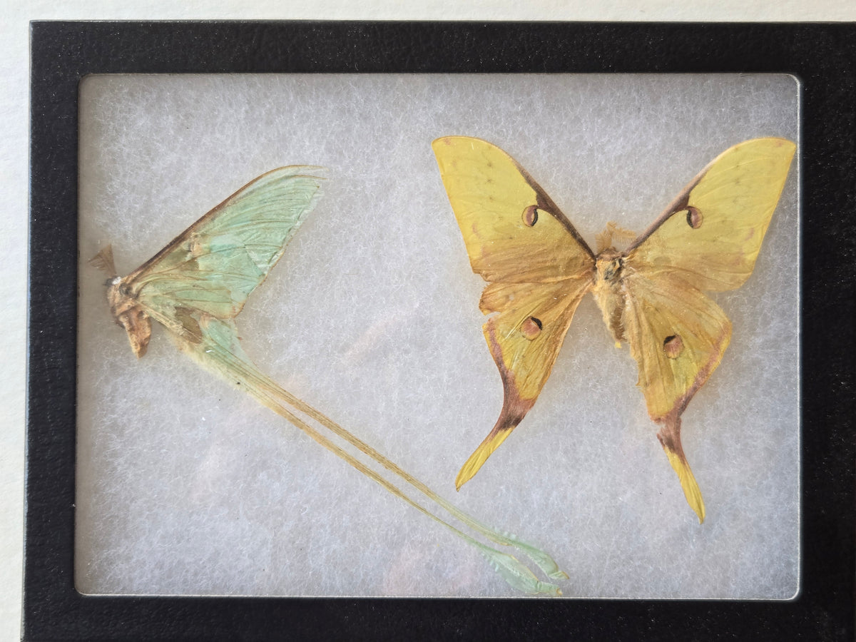 Framed Actias sinensis, Golden Moon Moth PAIR A2