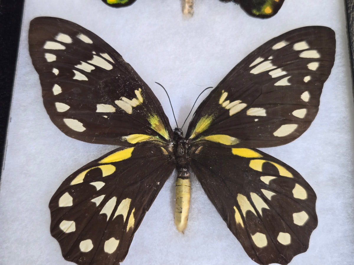 Ornithoptera victoriae victoriae PAIR, Birdwings- 1955