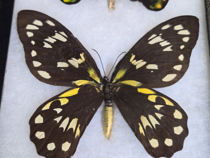 Ornithoptera victoriae victoriae PAIR, Birdwings- 1955