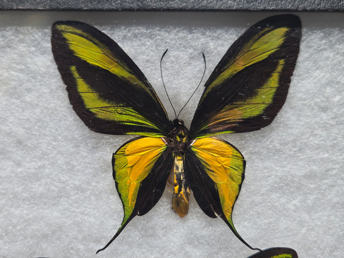 Ornithoptera paradisea chrysanthemum and arfakensis