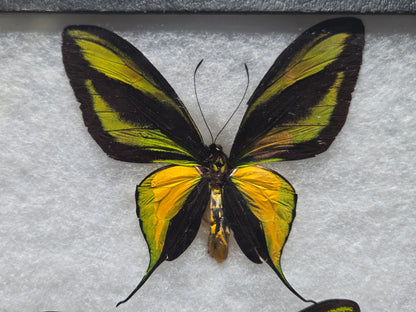 Ornithoptera paradisea chrysanthemum and arfakensis