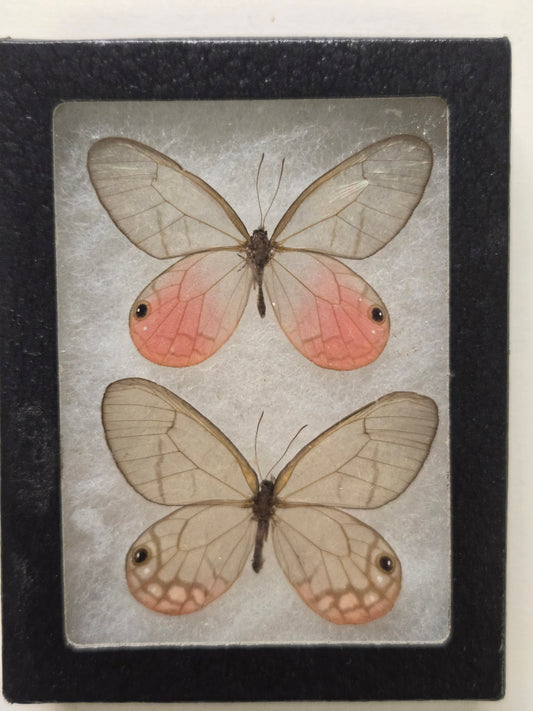 Framed Cithaerias merolina, Blushing Phantom Clearwing PAIR