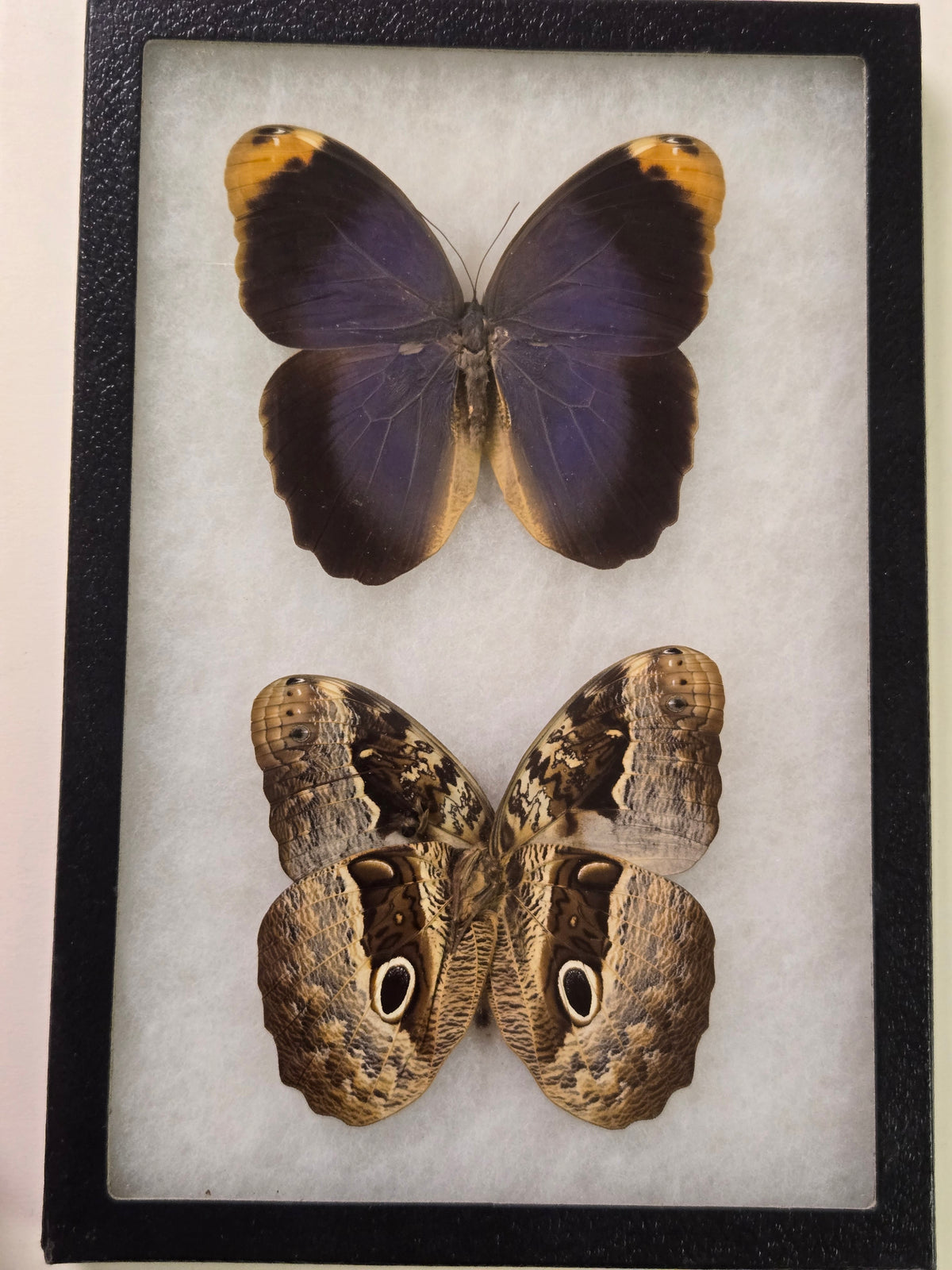 Framed Blue/Gold Owl Butterfly, Caligo beltrao