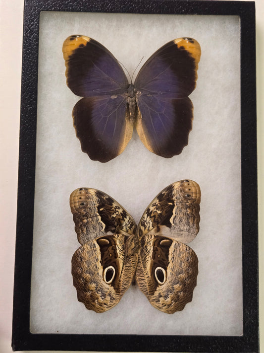 Framed Blue/Gold Owl Butterfly, Caligo beltrao