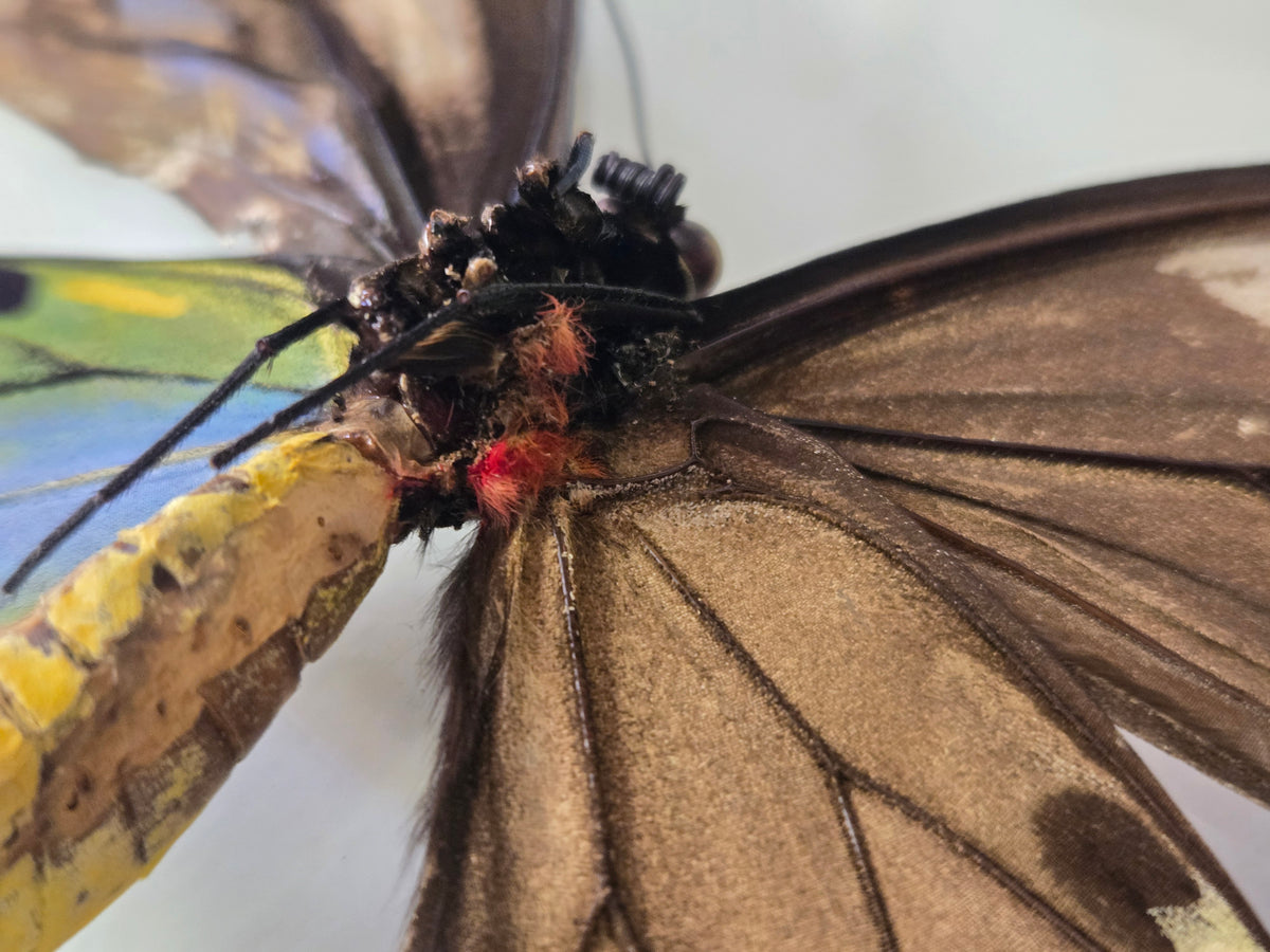 Ornithoptera p. urvillianus Gynandromorph WORLD RARITY!
