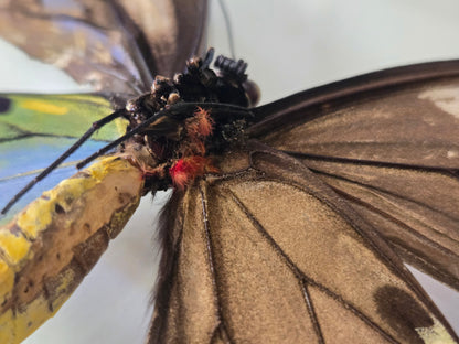 Ornithoptera p. urvillianus Gynandromorph WORLD RARITY!