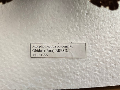 Spread Morpho hecuba obidona RARE! Sunset Morpho LOT 451