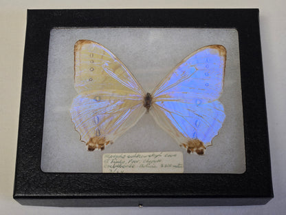 Framed vintage Morpho sulkowskyi 1964