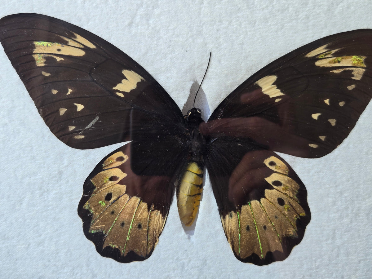 Ornithoptera goliath Female Aberration (Male coloring)