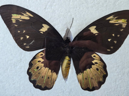 Ornithoptera goliath Female Aberration (Male coloring)