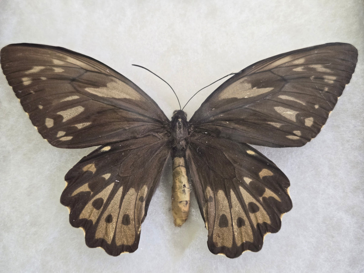 Ornithoptera priamus caelestis Birdwing PAIR