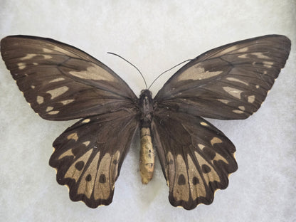 Ornithoptera priamus caelestis Birdwing PAIR