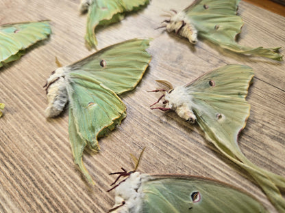 Luna Moth, NATURAL DEATH, Actias luna