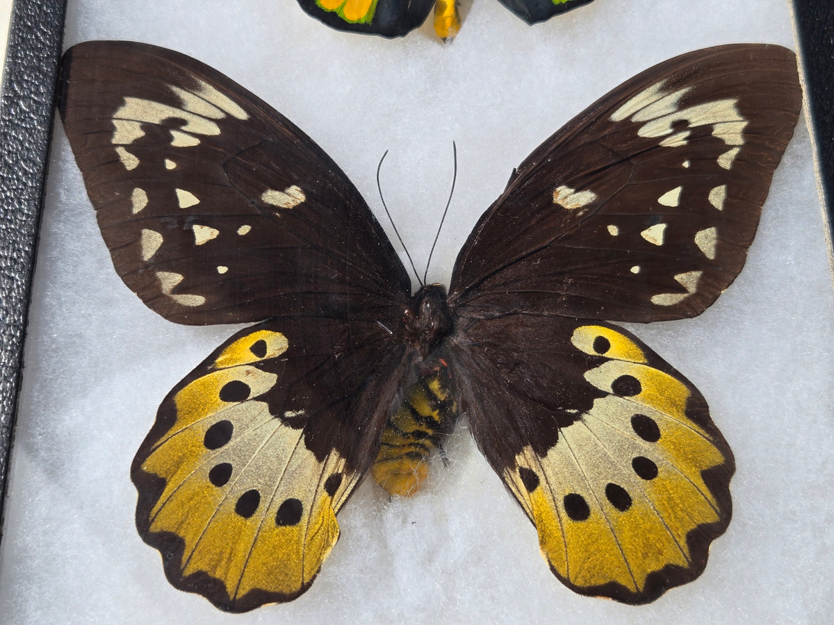 Ornithoptera goliath atlas, Goliath Birdwing PAIR, Arfuk
