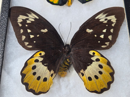 Ornithoptera goliath atlas, Goliath Birdwing PAIR, Arfuk