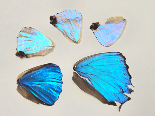 Mixed Blue Morpho Wings LOT 406
