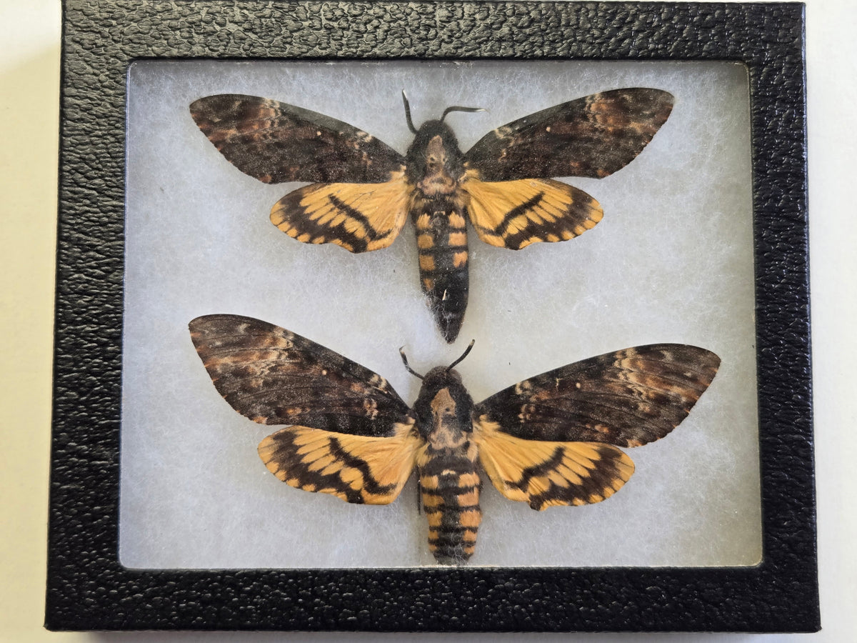 Framed Deathhead Moth Set, Acherontia atropos