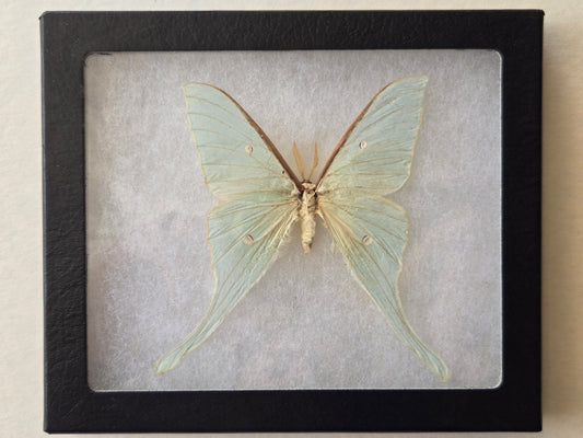 Framed Actias felicis, RARE Chinese Moon Moth