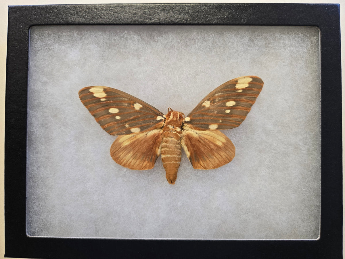 Framed Regal Moth (Citheronia regalis) A-