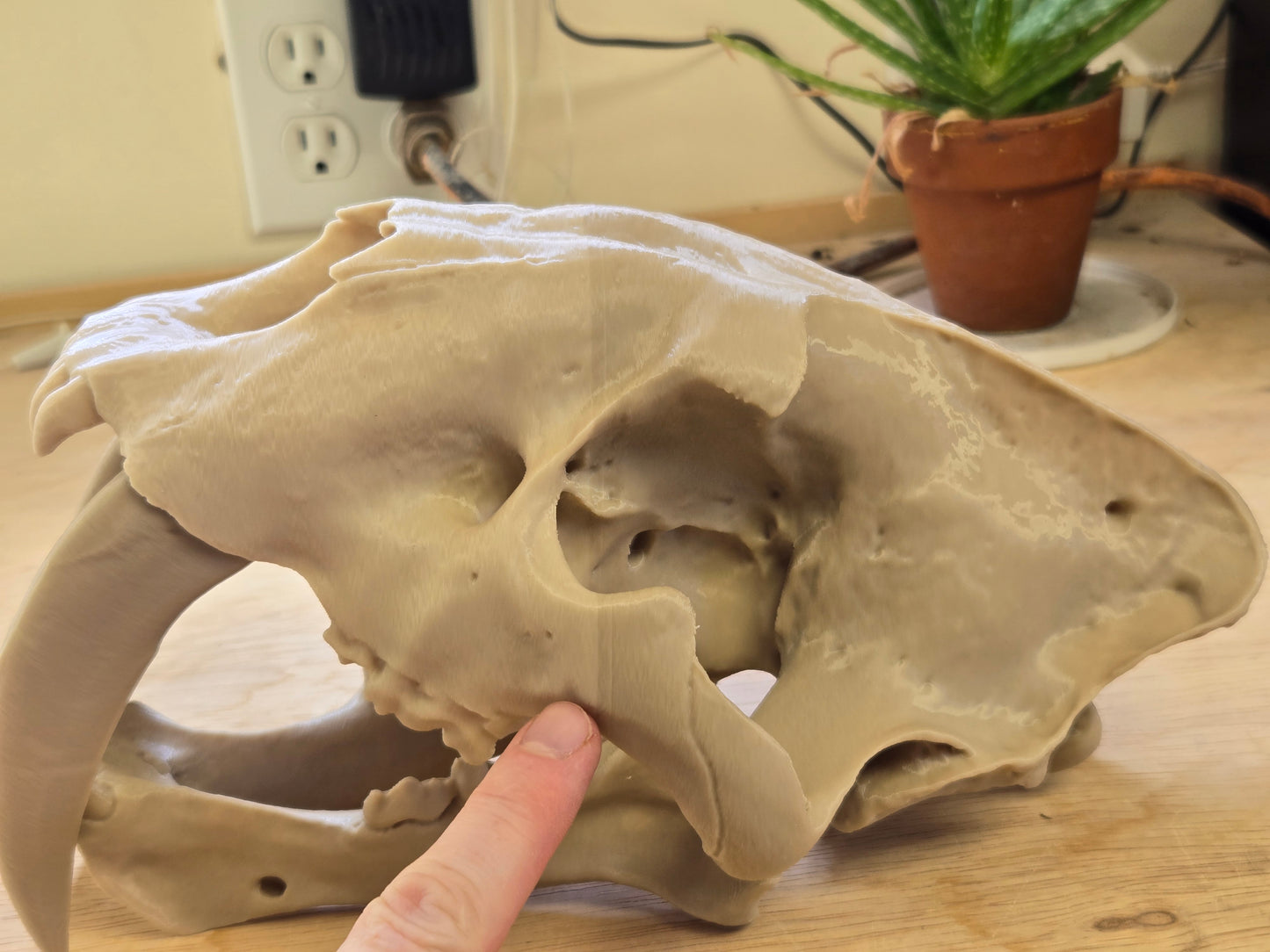 Sabertooth Tiger Skull Misprint