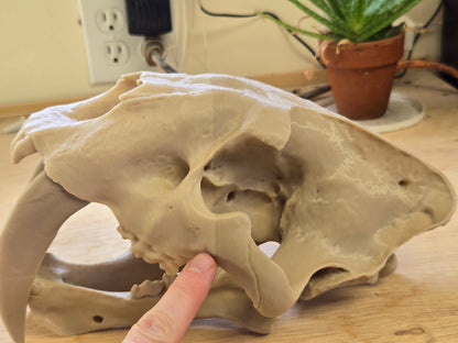 Sabertooth Tiger Skull Misprint