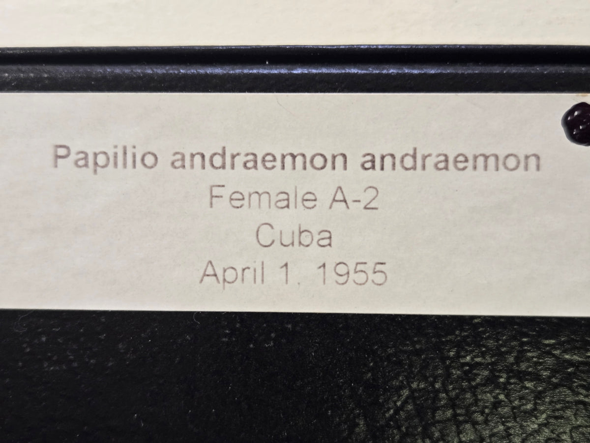 Framed Papilio andraemon CUBA 1955