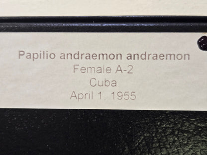 Framed Papilio andraemon CUBA 1955