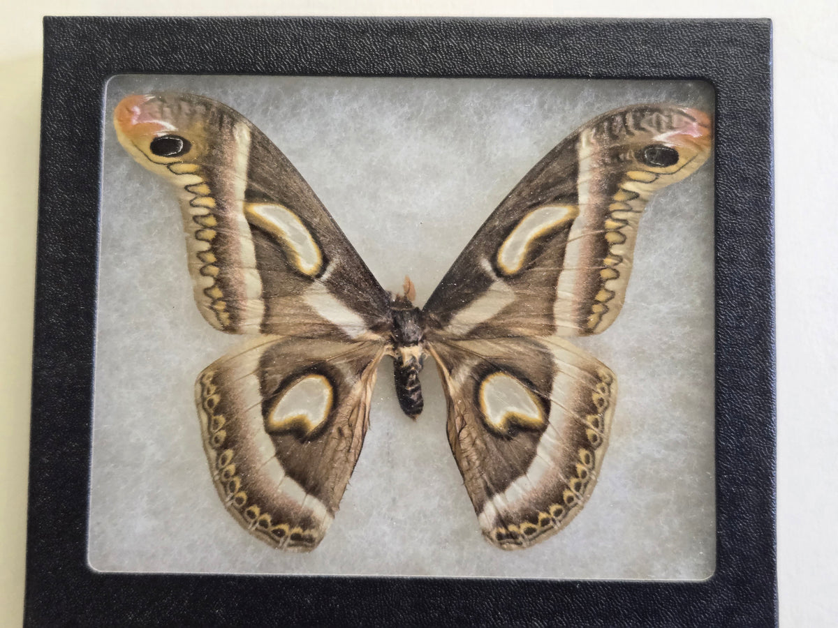 Framed Epiphora rectifascia, RARE African Saturn Moth