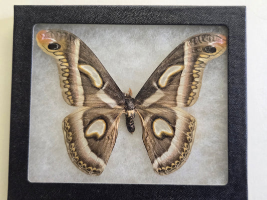 Framed Epiphora rectifascia, RARE African Saturn Moth