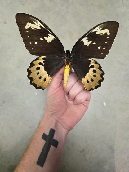 Ornithoptera goliathus FEMALE, Big! Lot 317