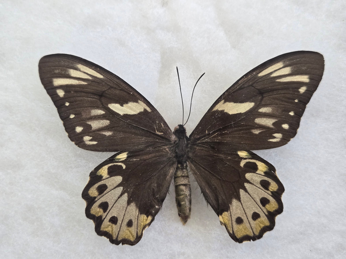 Ornithoptera richmondia , Richmond's Birdwing PAIR -Australia