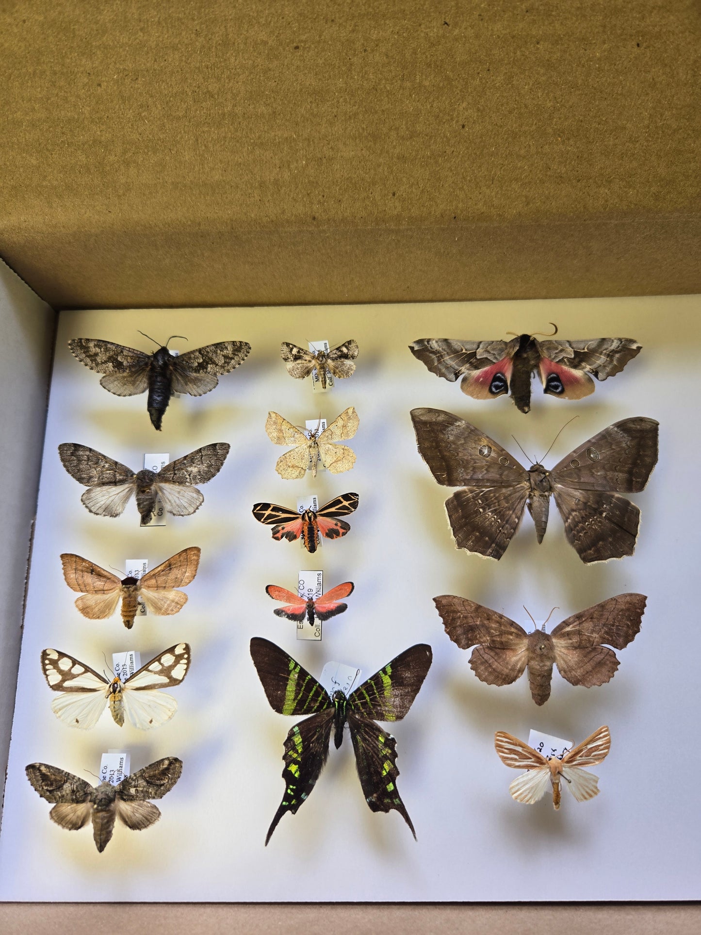 Box of Moths Lot 312