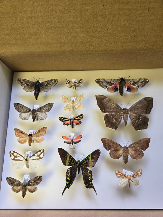 Box of Moths Lot 312