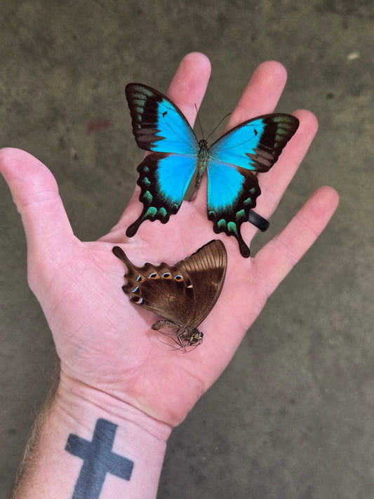Papilio lorquinianus, 'Sea Green Swallowtail', Wings closed