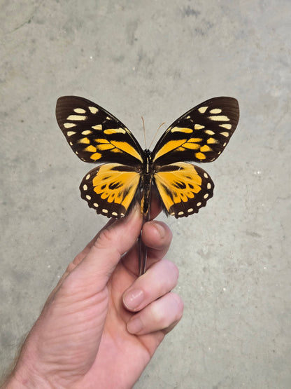 Papilio zagreus, 'Giant Orange Tiger'